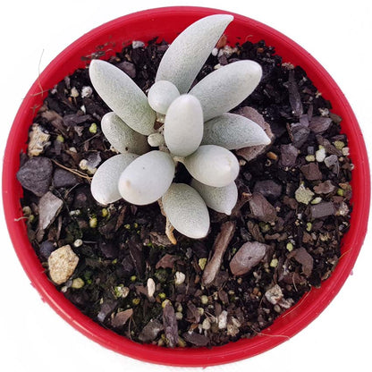 Cocoon Plant with compact silvery foliage