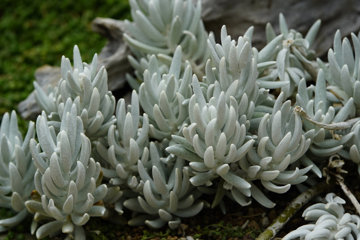 Senecio haworthii woolly succulent