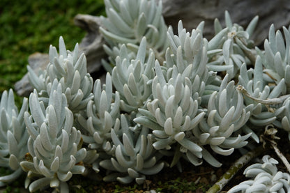 Senecio haworthii woolly succulent