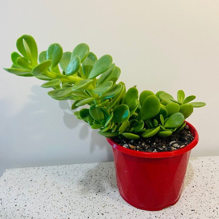 Senecio jacobsenii supplied in a 130mm nursery container