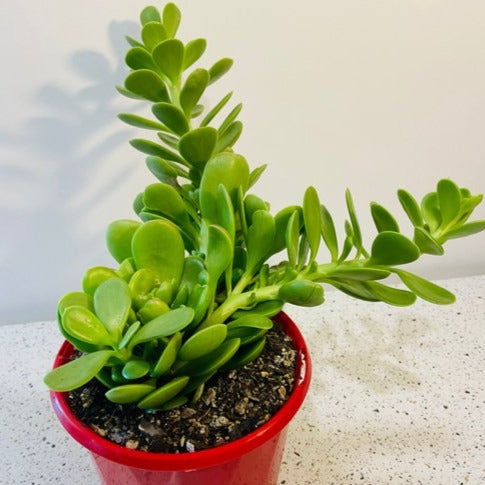 Senecio jacobsenii Trailing Jade succulent with cascading stems