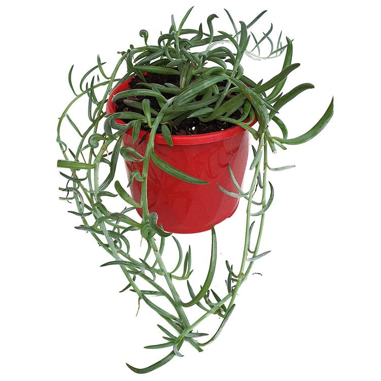 Trailing vines of Senecio radicans String of Bananas