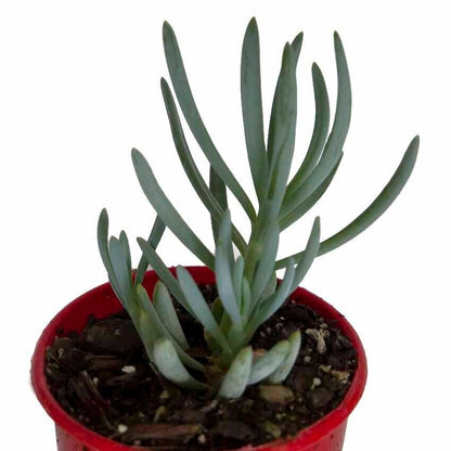Senecio serpens style Blue Chalk Sticks with low-growing blue foliage