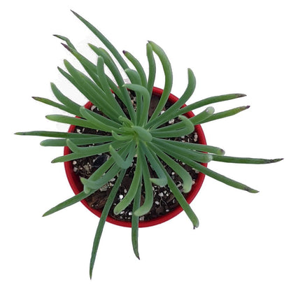 Senecio talinoides Narrow Leaf succulent growing in a garden container - Cutting 