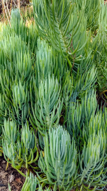 Senecio talinoides Narrow Leaf Chalk Sticks succulent with blue-green upright leaves