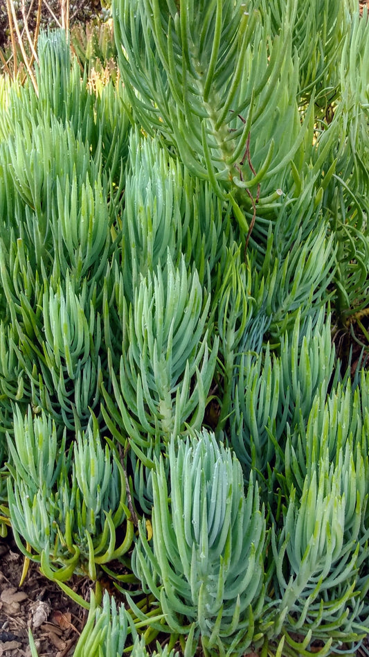 Senecio talinoides Narrow Leaf Chalk Sticks succulent with blue-green upright leaves