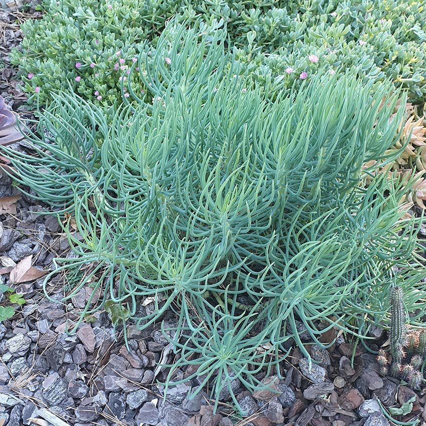 Senecio talinoides succulent showing silvery blue narrow leaves