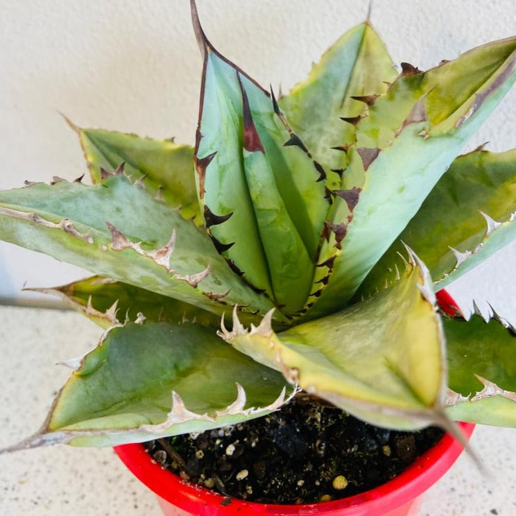 Close up of Agave titanota Silver showing broad silver-blue leaves