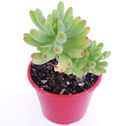Sedum Pachyphyllum Silver Jelly Bean - Cutting My Store