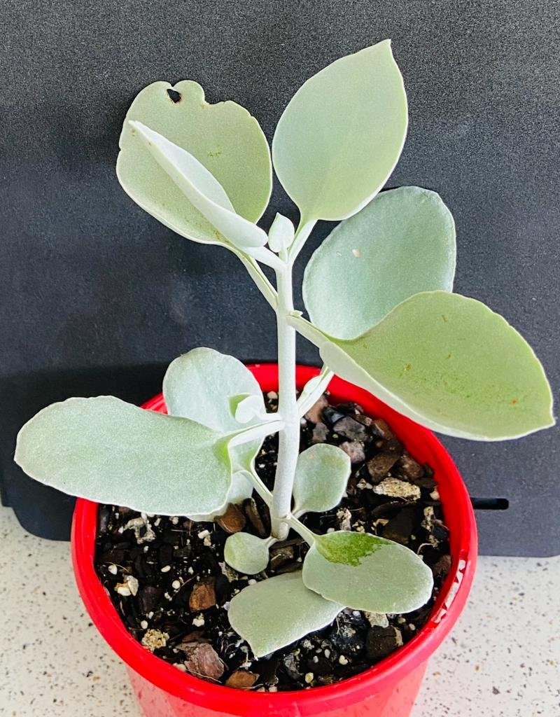 Close-up of spoon-shaped leaves on Silver Spoons Kalanchoe