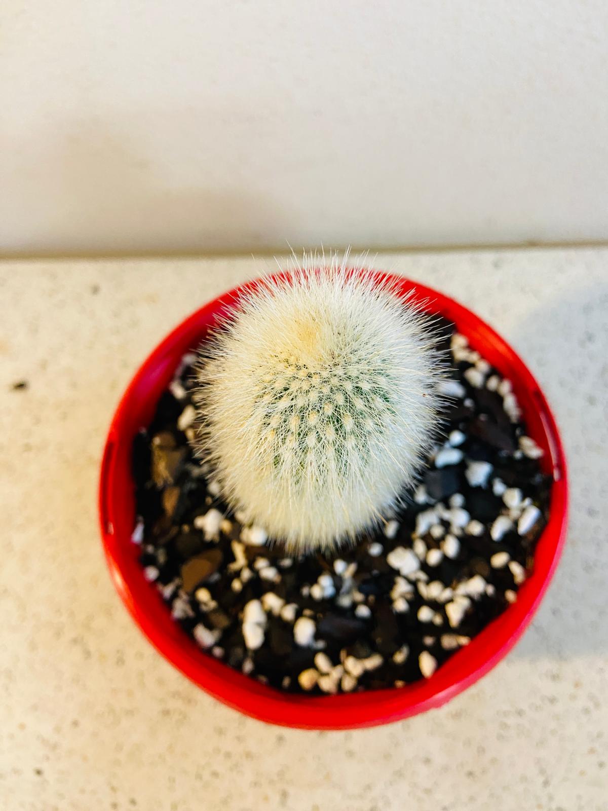 Silver Torch Cactus with silvery white spines