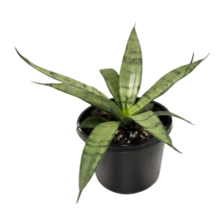 Sansevieria Silver Prices –130mm |  Upright Silver-Green Snake Plant Succulents World