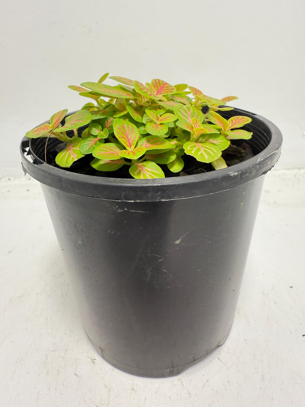 Fittonia Skeleton growing in a 100mm nursery pot