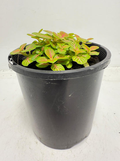 Fittonia Skeleton growing in a 100mm nursery pot