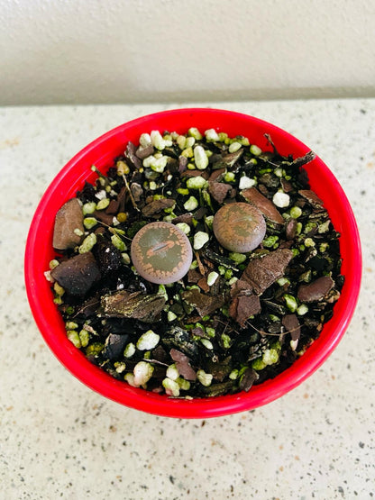 Small Lithops plant in pot
