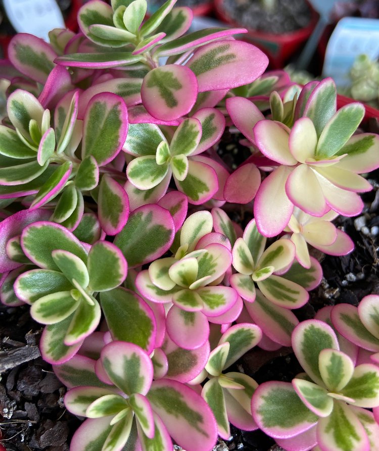 Small Portulaca Sunjewels plant ready for pots or garden displays