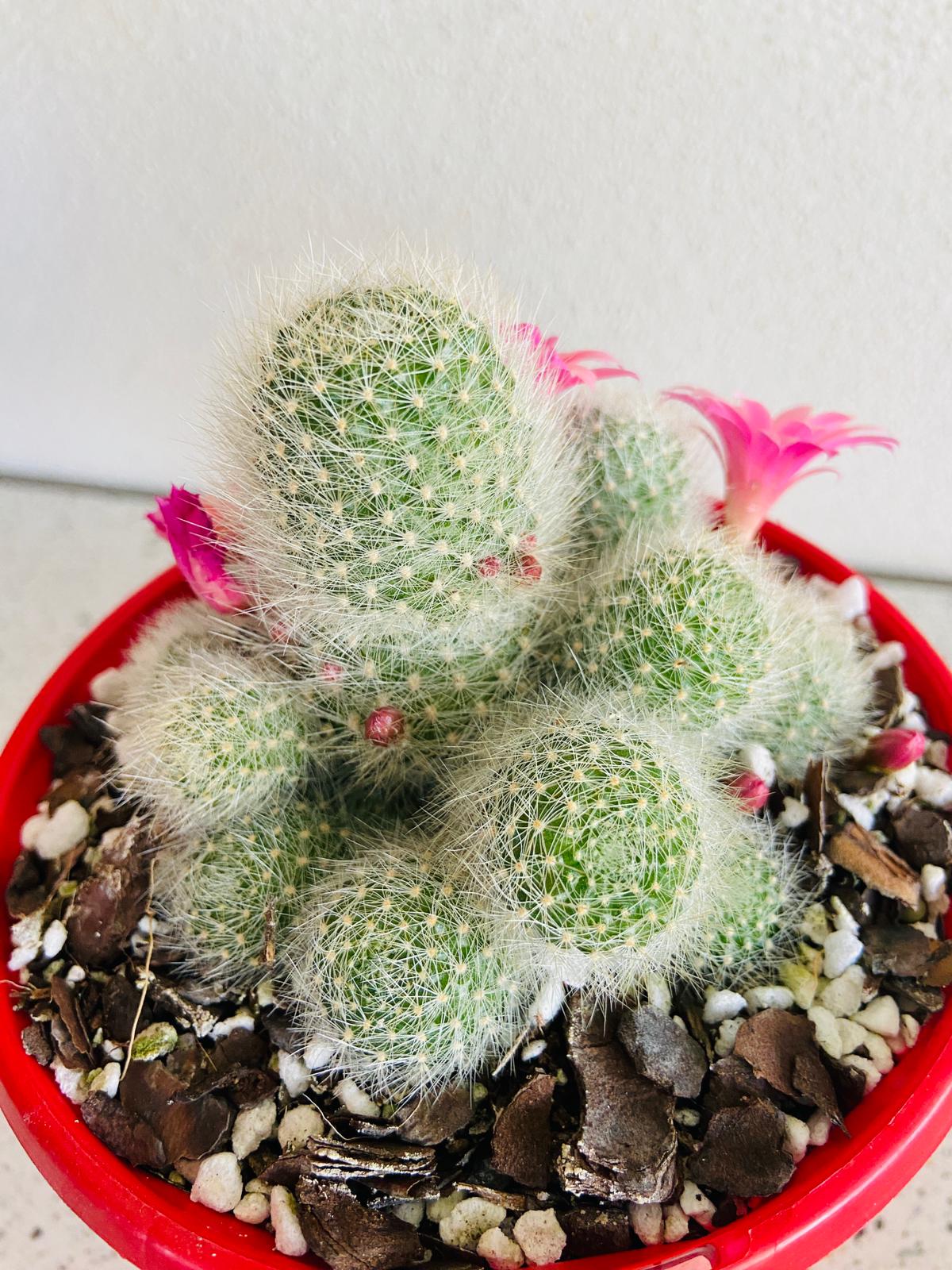 Small Rebutia cactus with a neat globular shape for pots and displays