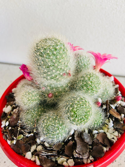 Small Rebutia cactus with a neat globular shape for pots and displays