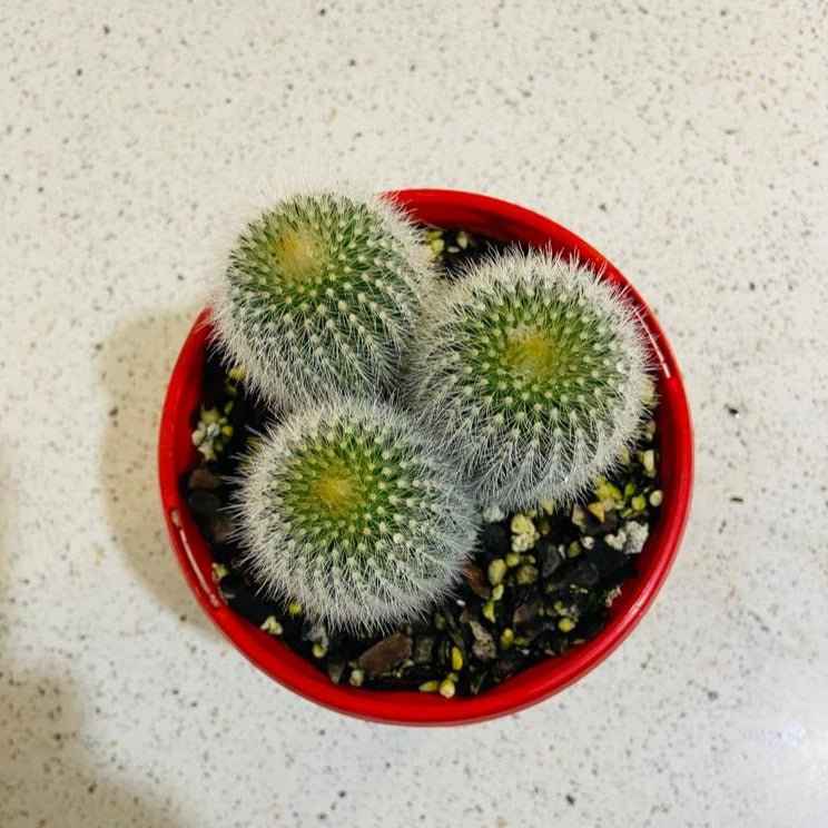 Snowball Cactus succulent