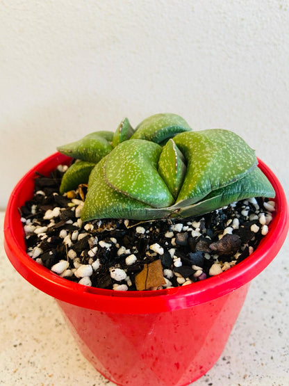 South African Gasteria Armstrongii variety for succulent collections