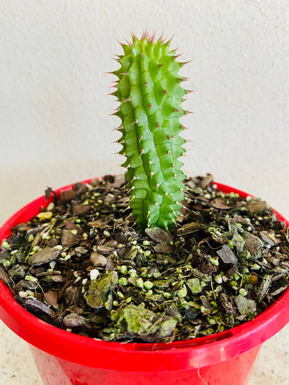 South African Hoodia gordonii growing in a succulent collection