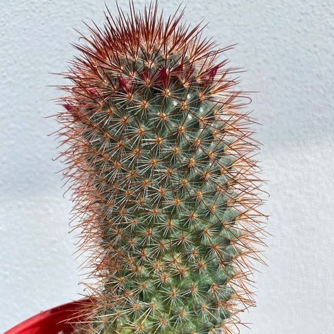 Cacti - Mammillaria Spinosissima