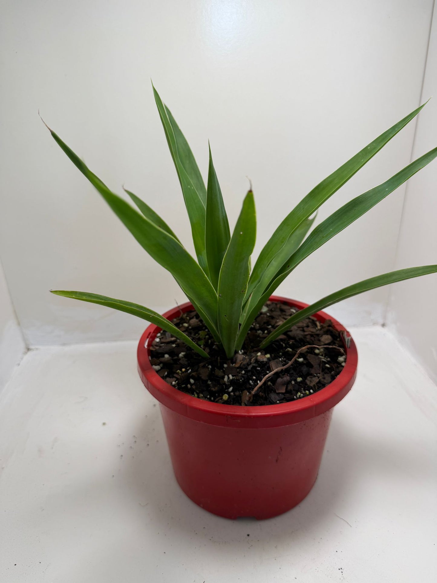 Spineless Yucca supplied in a 130mm nursery pot