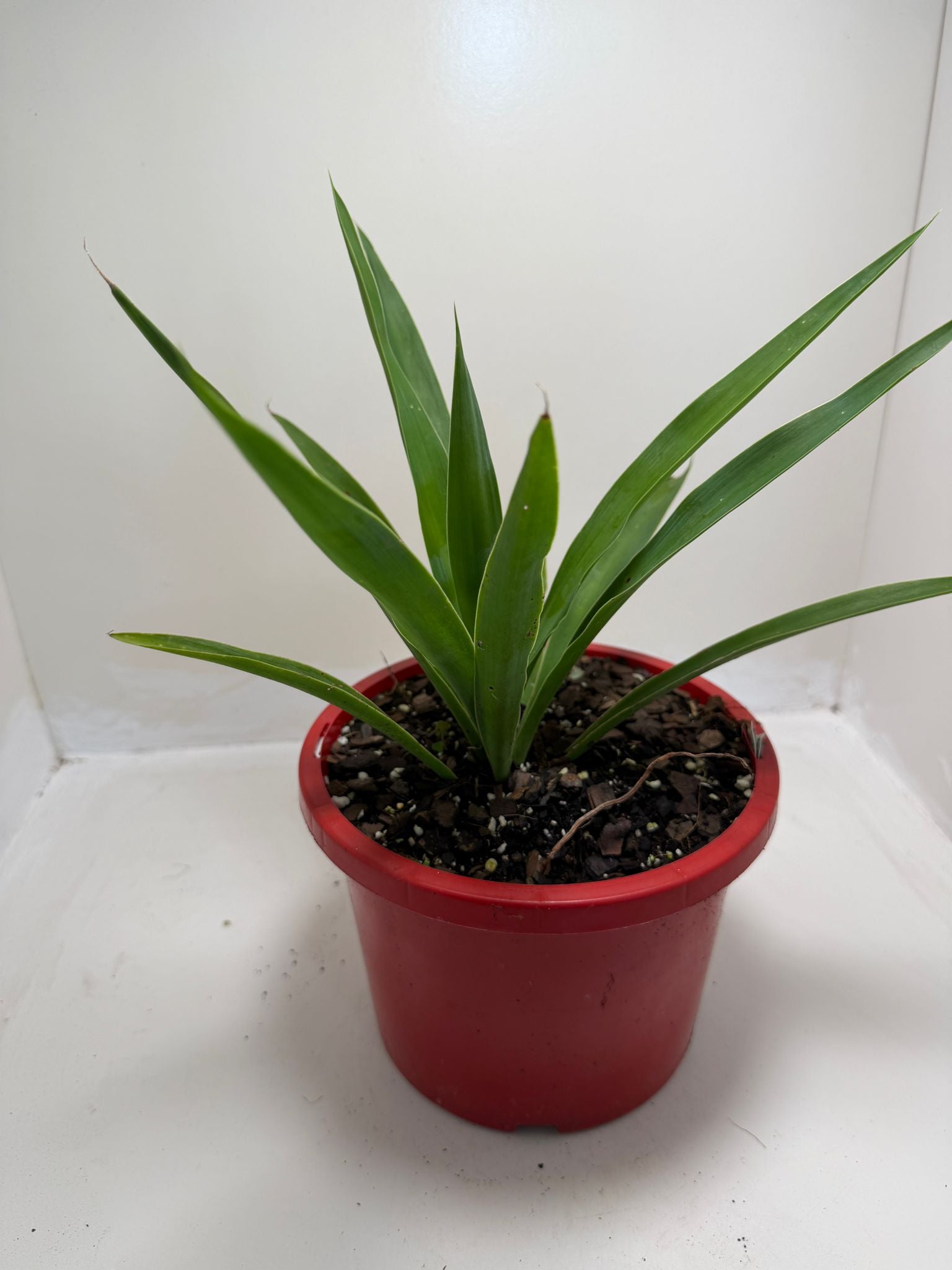 Spineless Yucca supplied in a 130mm nursery pot