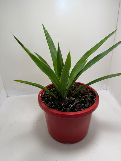 Spineless Yucca supplied in a 130mm nursery pot