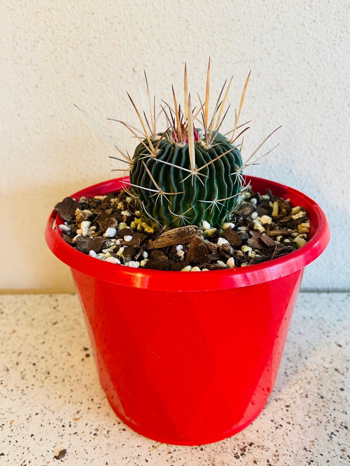 Stenocactus Brain Cactus supplied in an 80mm nursery pot