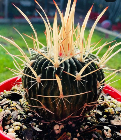 Stenocactus Brain Cactus with distinctive wavy ribbed structure