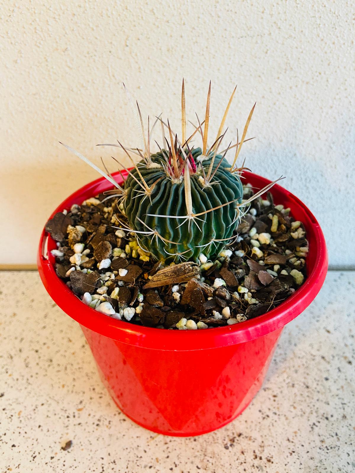 Stenocactus cactus producing colourful seasonal flowers