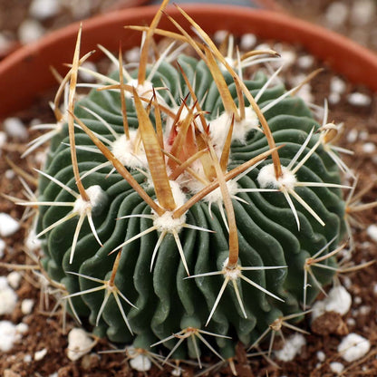 Close up of Stenocactus showing intricate wavy ribs and spines