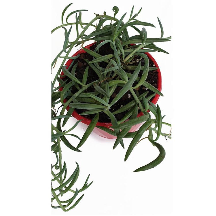 Senecio - String of Bananas growing in a hanging basket