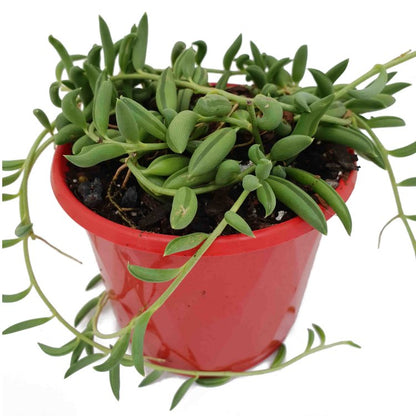 Senecio - String of Beans