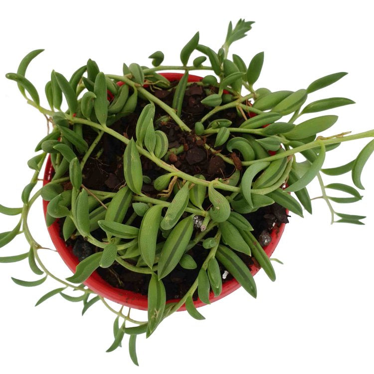 Senecio - String of Beans