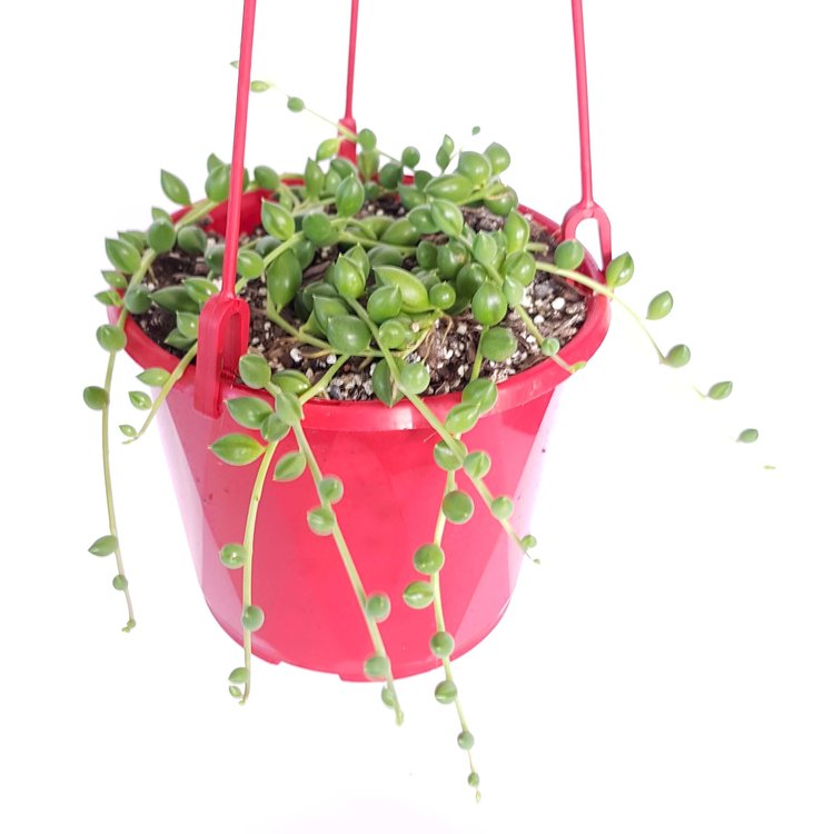 Senecio ‘String of Tears’ – Trailing Succulent for Hanging Pots ...