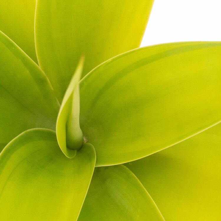 Striped Foxtail Agave for Australian gardens, patios, and succulent collections