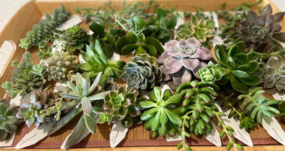Mixed succulent cuttings pack of 10 to 30