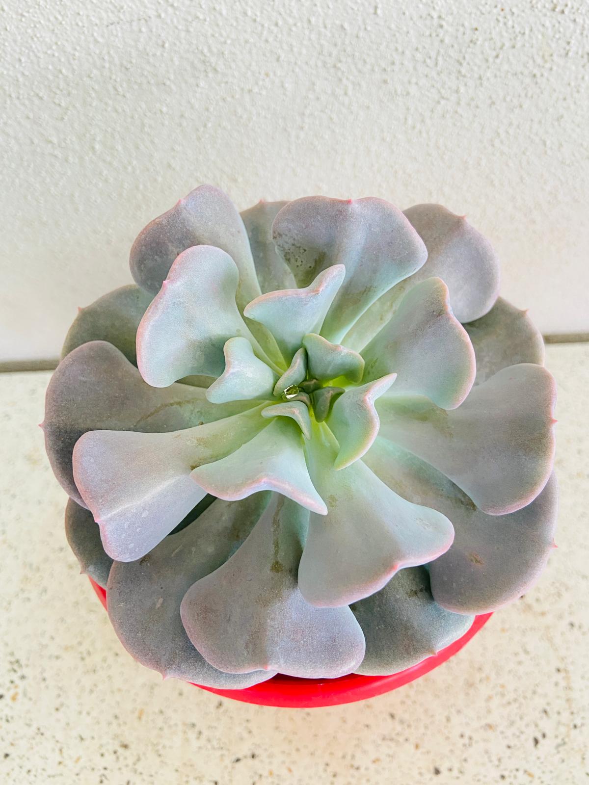 Echeveria rosette succulent used in a decorative garden display