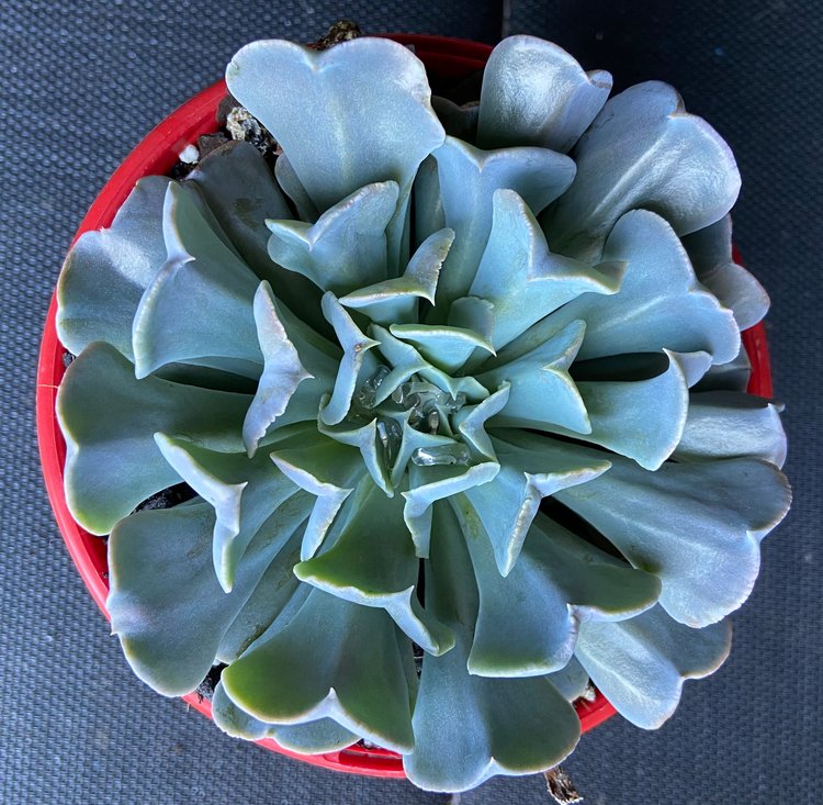 Echeveria Swan Lake hybrid with curved lavender and pink foliage