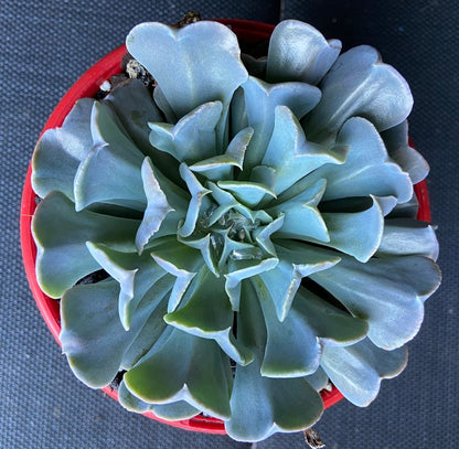 Echeveria Swan Lake hybrid with curved lavender and pink foliage