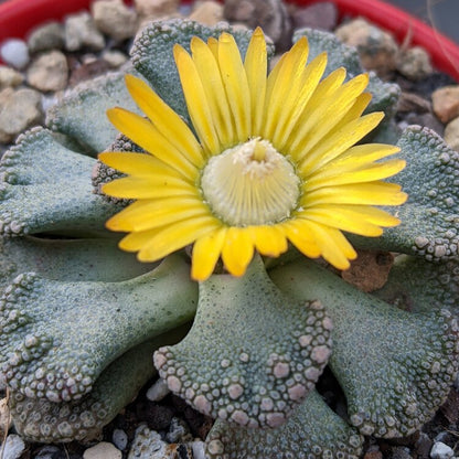 Titanopsis