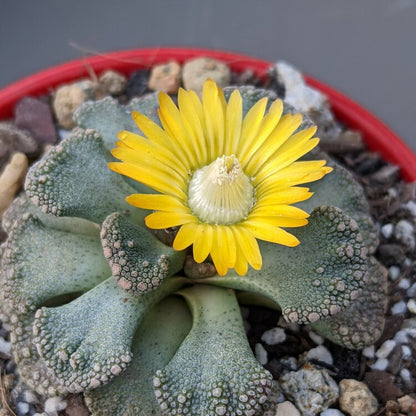 Titanopsis