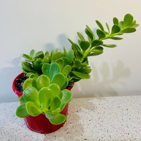 Trailing Jade succulent growing in a hanging basket