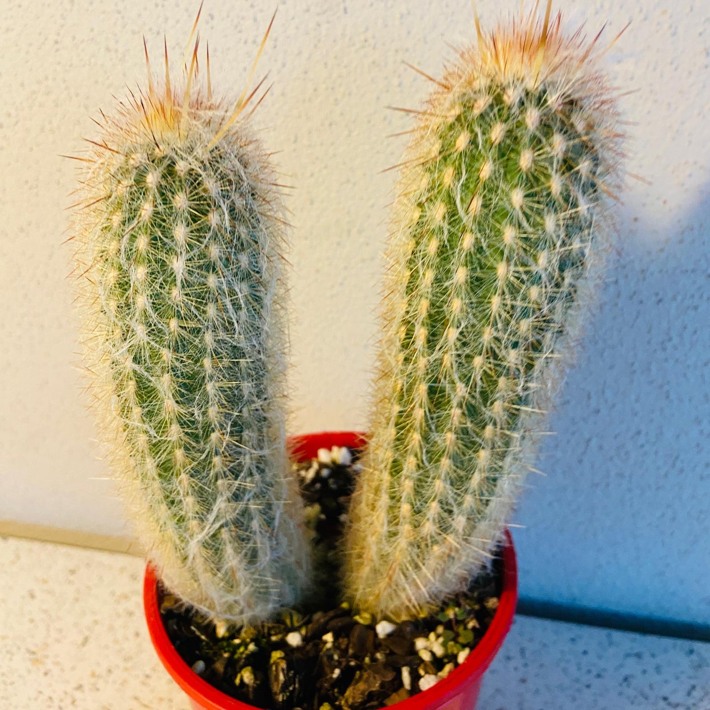 Two-Headed Old Man Cactus growing in a 130mm pot