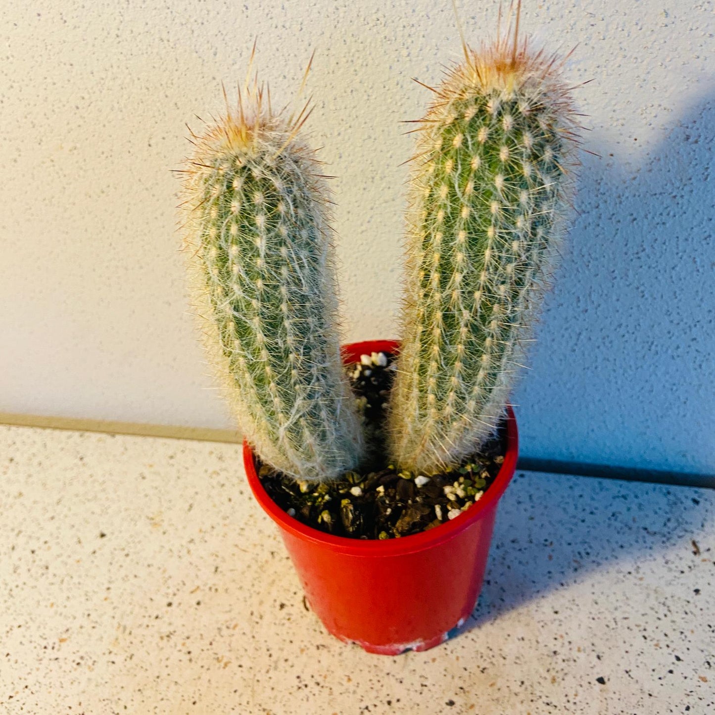 Two-Headed Old Man Cactus with two fuzzy white columns