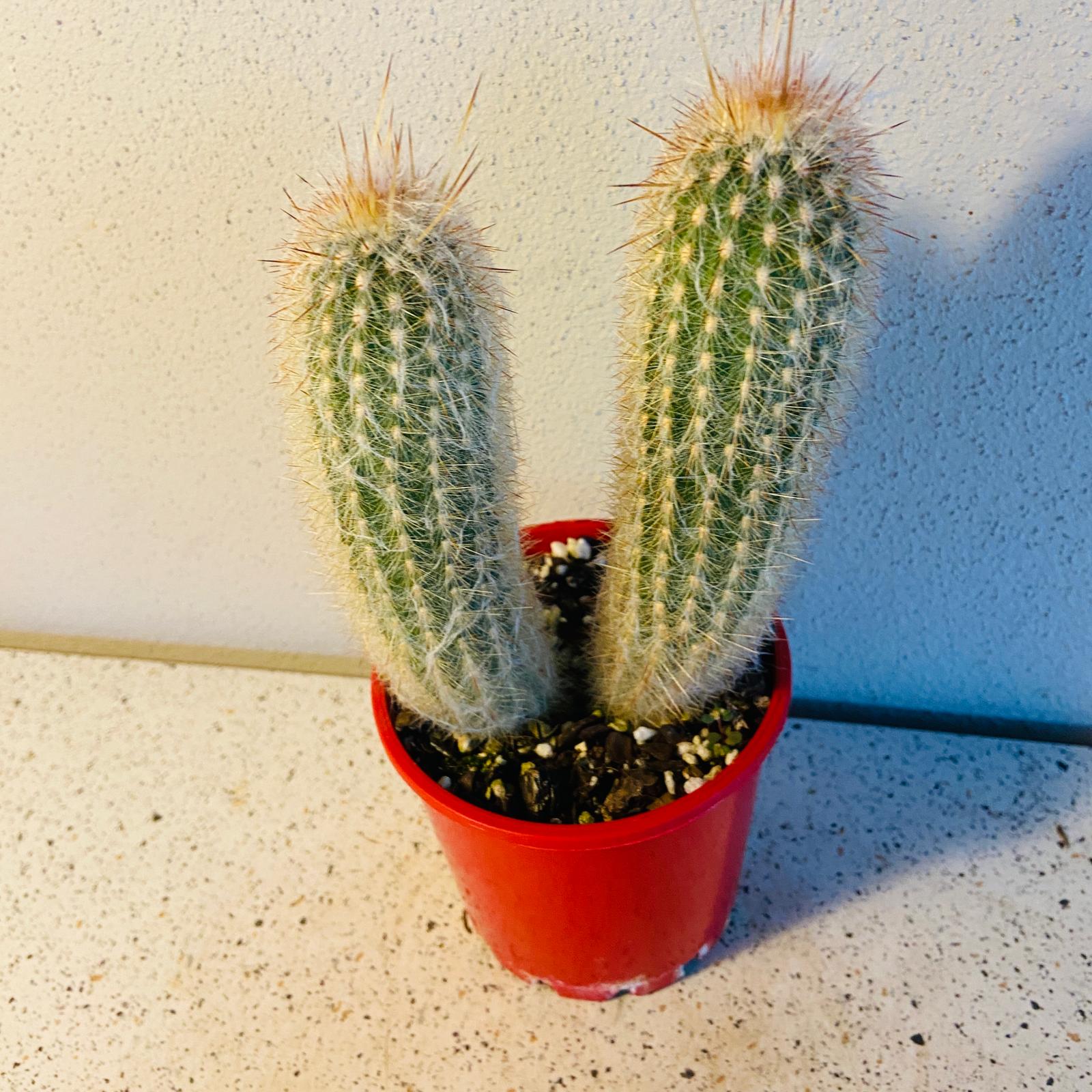 Two-Headed Old Man Cactus with two fuzzy white columns