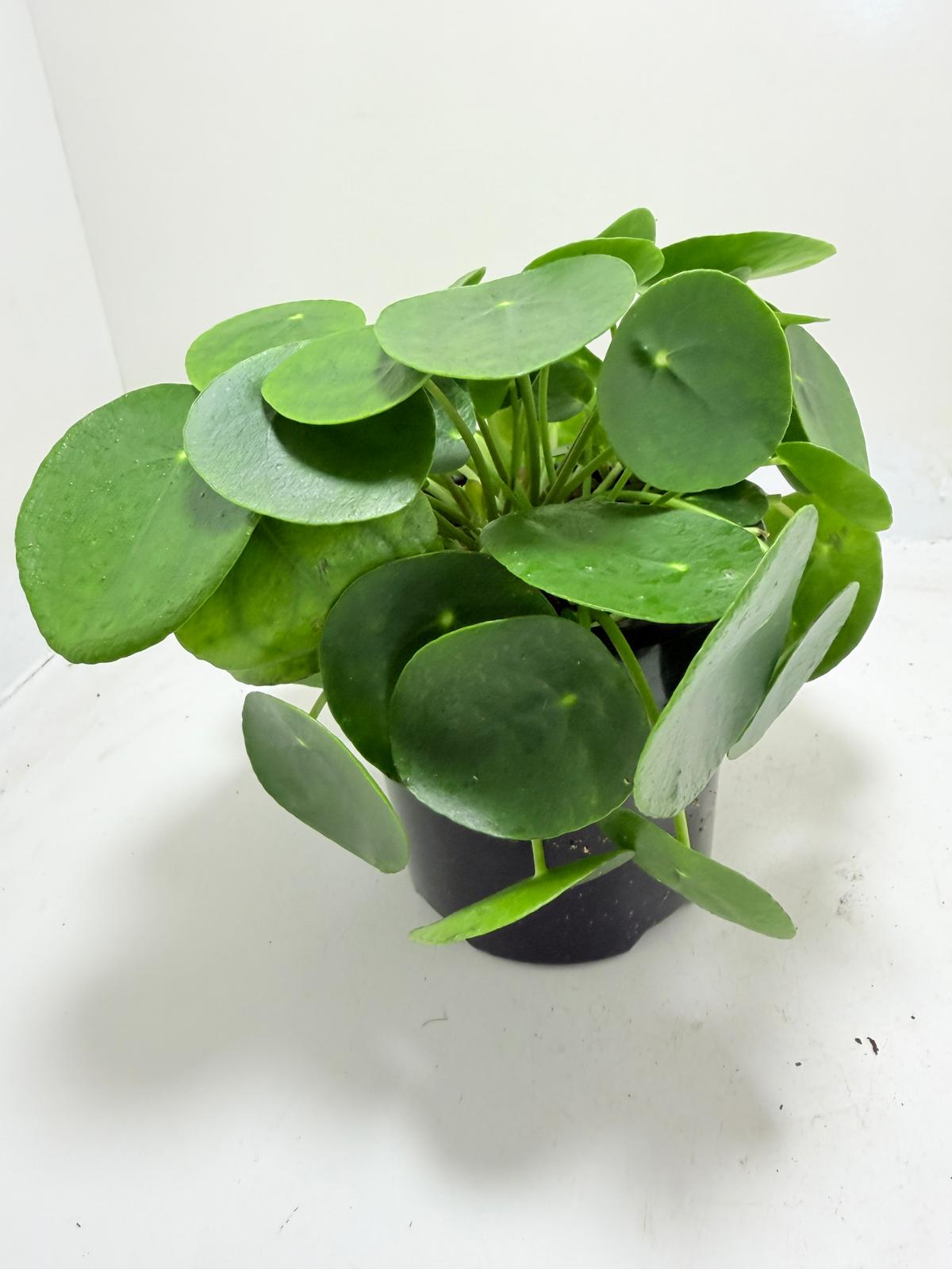 ufo-plant-round-leaves