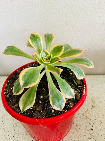 Variegated Aeonium Sunburst succulent with colourful foliage